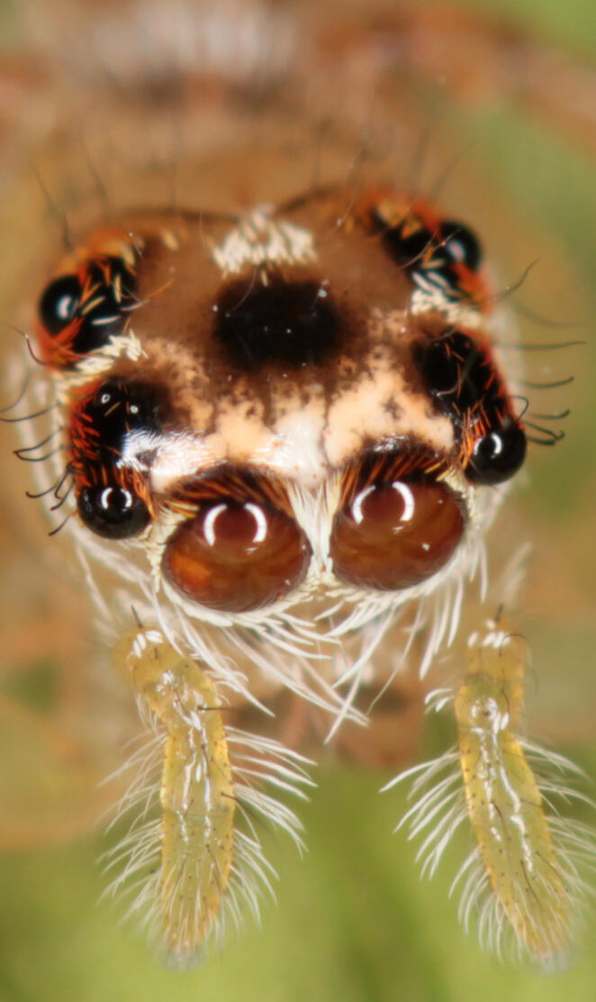 Jumping Spider
