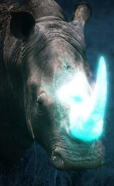 Rhino Glow