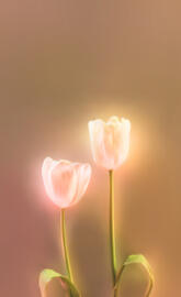TulipsAGlow