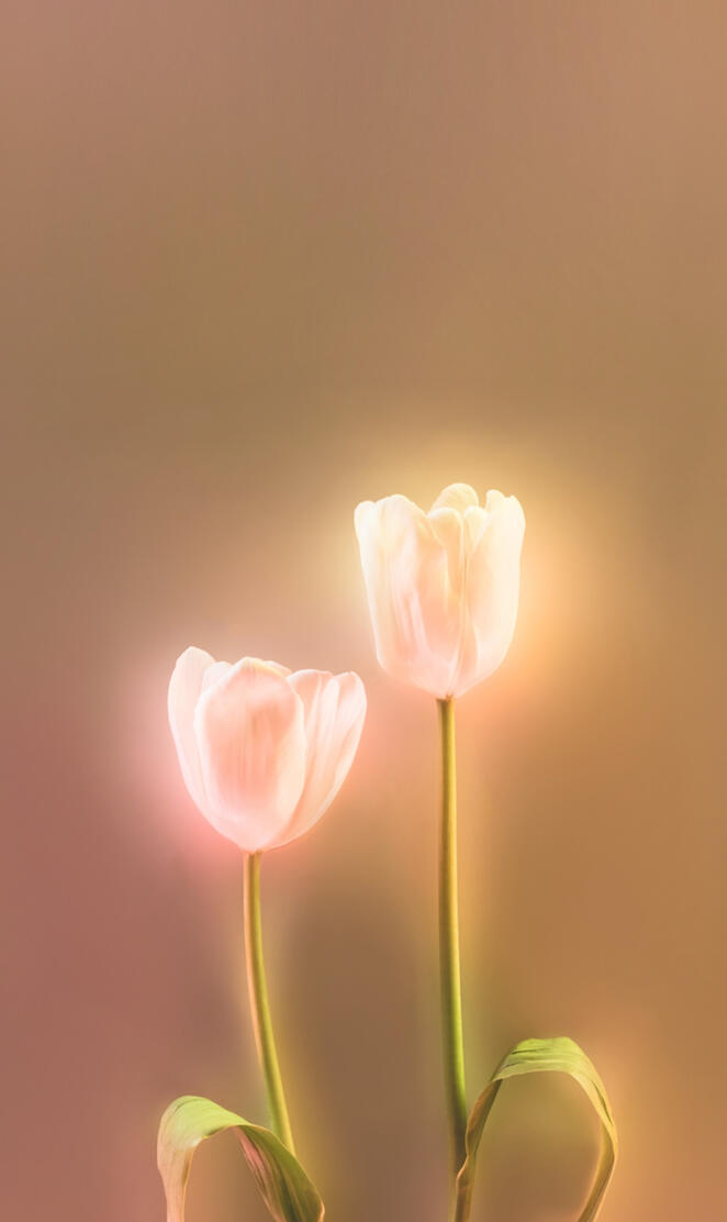 TulipsAGlow