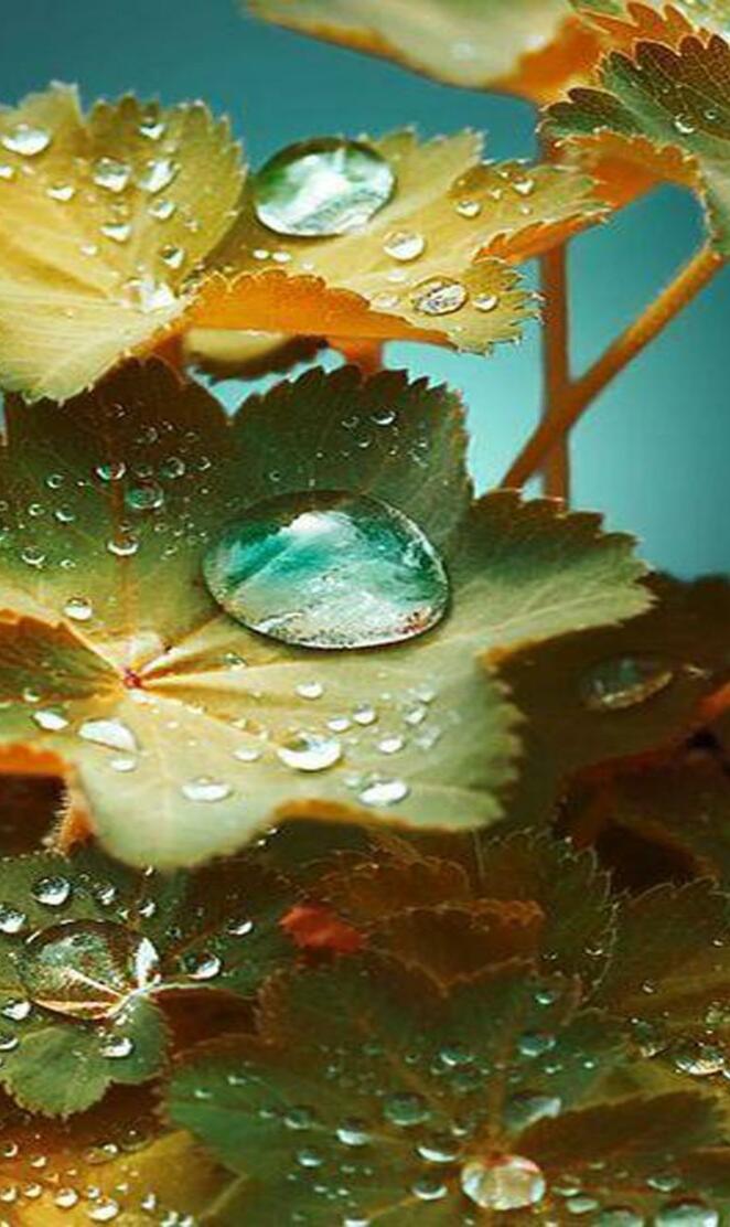 Leaf Drops