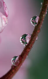 Macro Drop Branches
