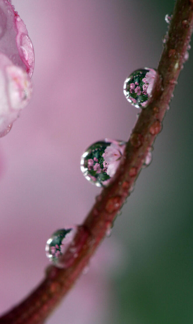 Macro Drop Branches