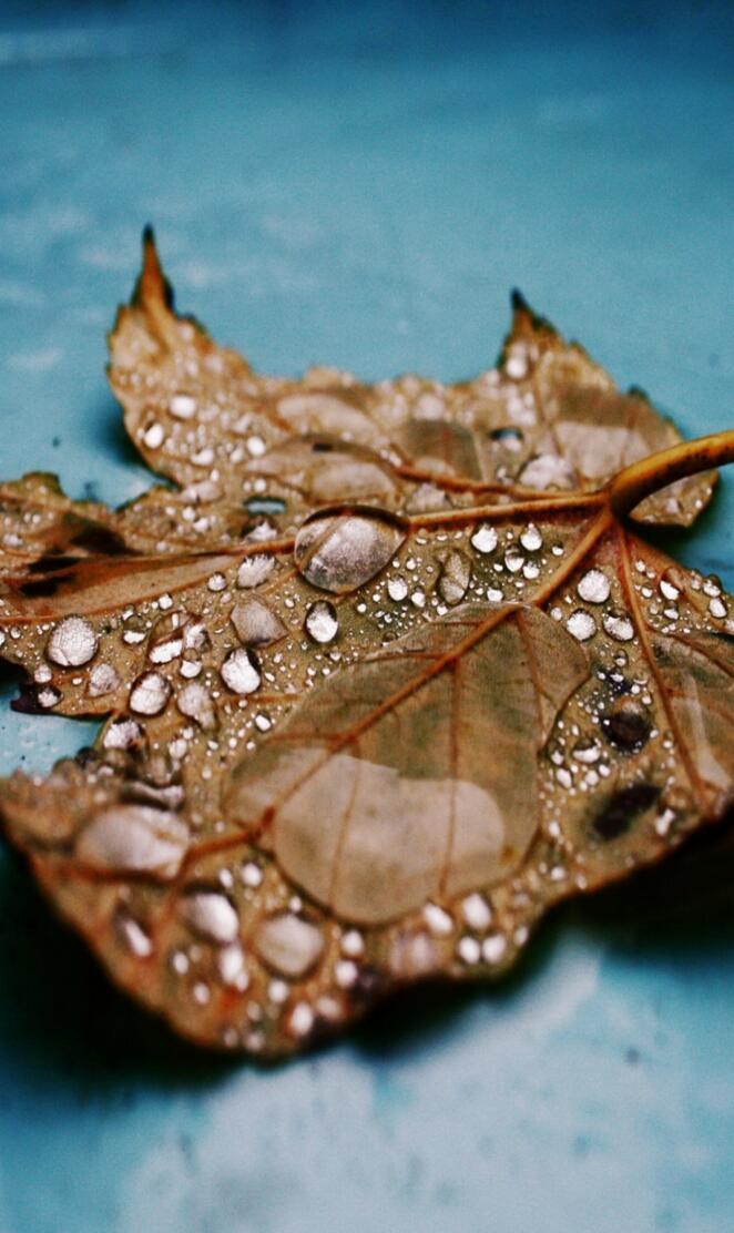 leaf drops