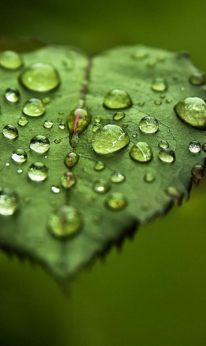 Leaf Drops