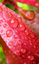Drops On Leaf