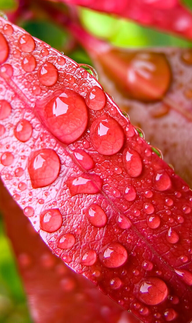 Drops On Leaf
