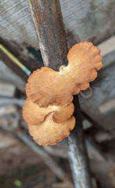 Dis men kamara photo 1