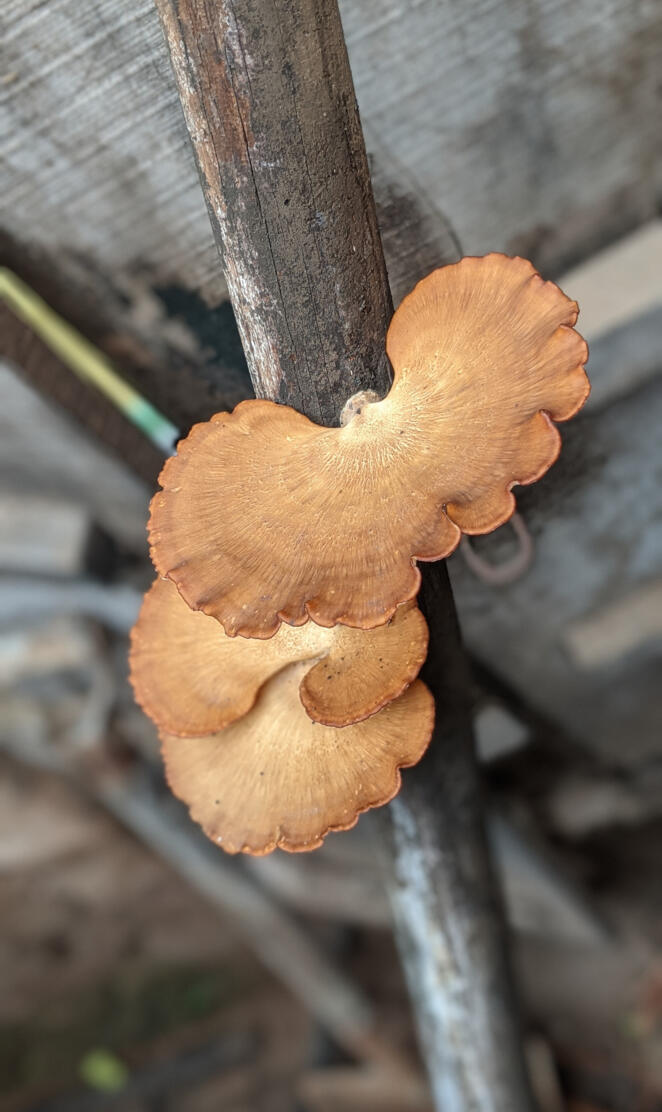 Dis men kamara photo 1