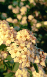 Light natural flower