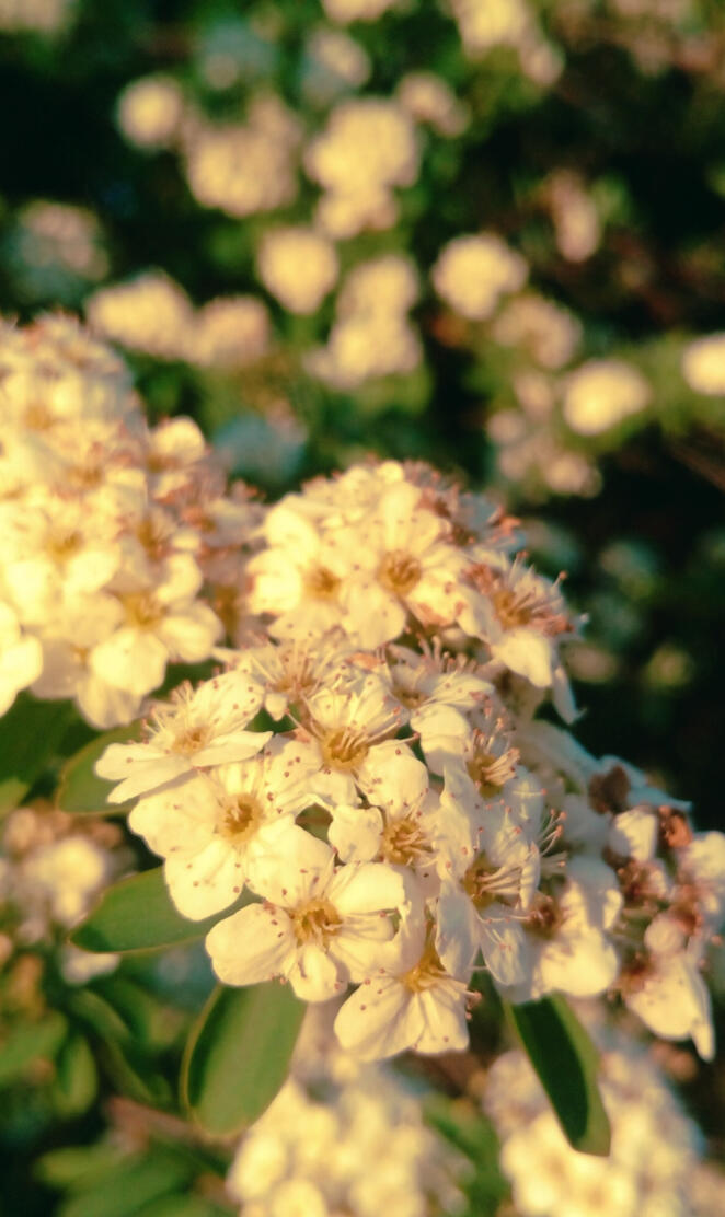 Light natural flower