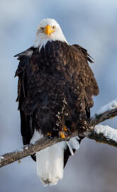 bald eagle