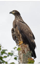 Juvenile Bald Eagle