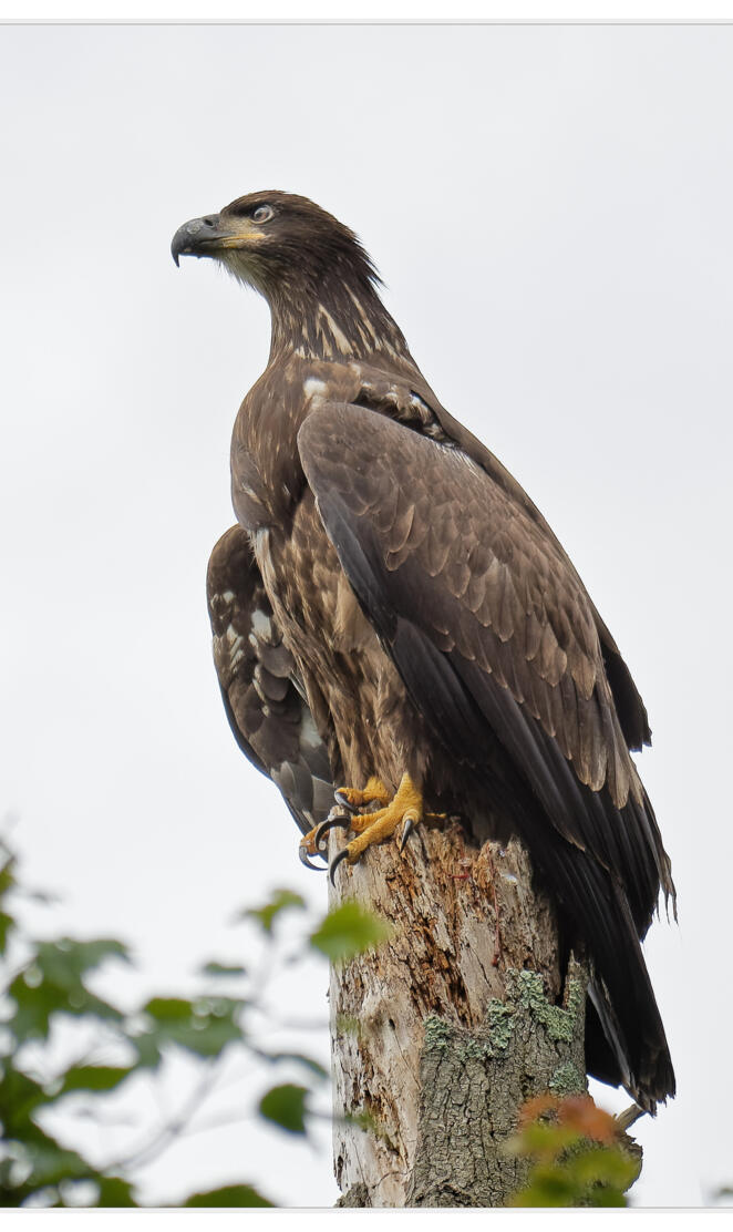 Juvenile Bald Eagle