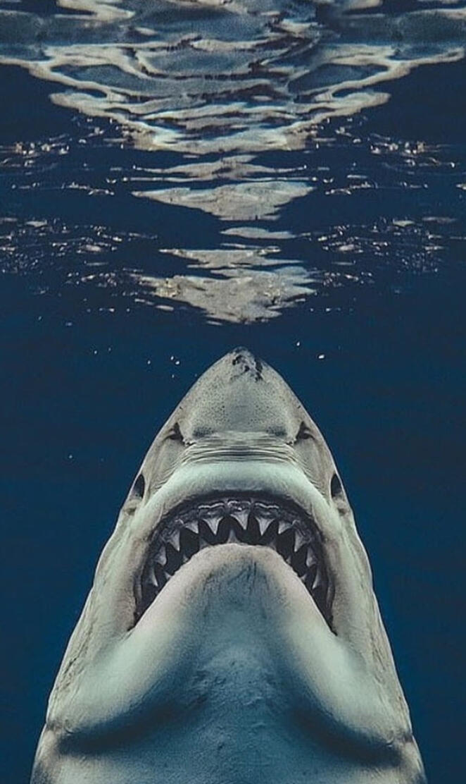 Jaws Shark