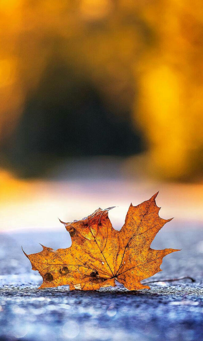 Fallen Leaf