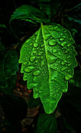 Leaf