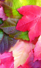 ColorfulLeafes