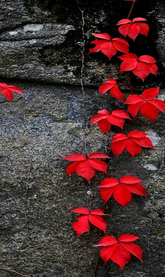 Red Leafs