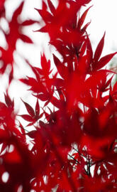 Red Leafes