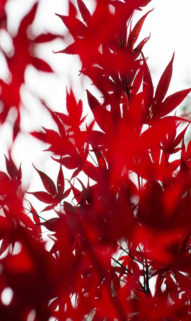 Red Leafes