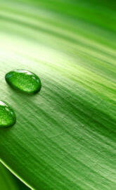 green leaf dew