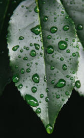 Rain drops leaf