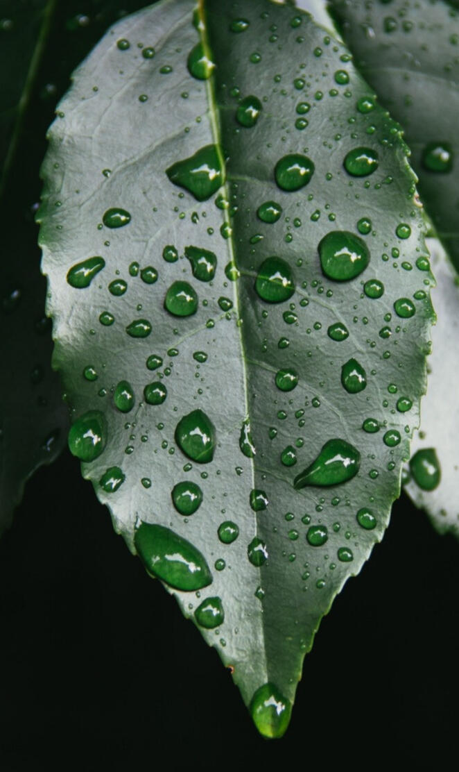 Rain drops leaf