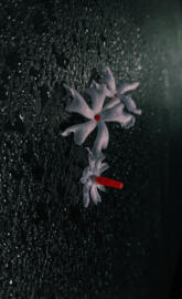 nightbloomingjasmine