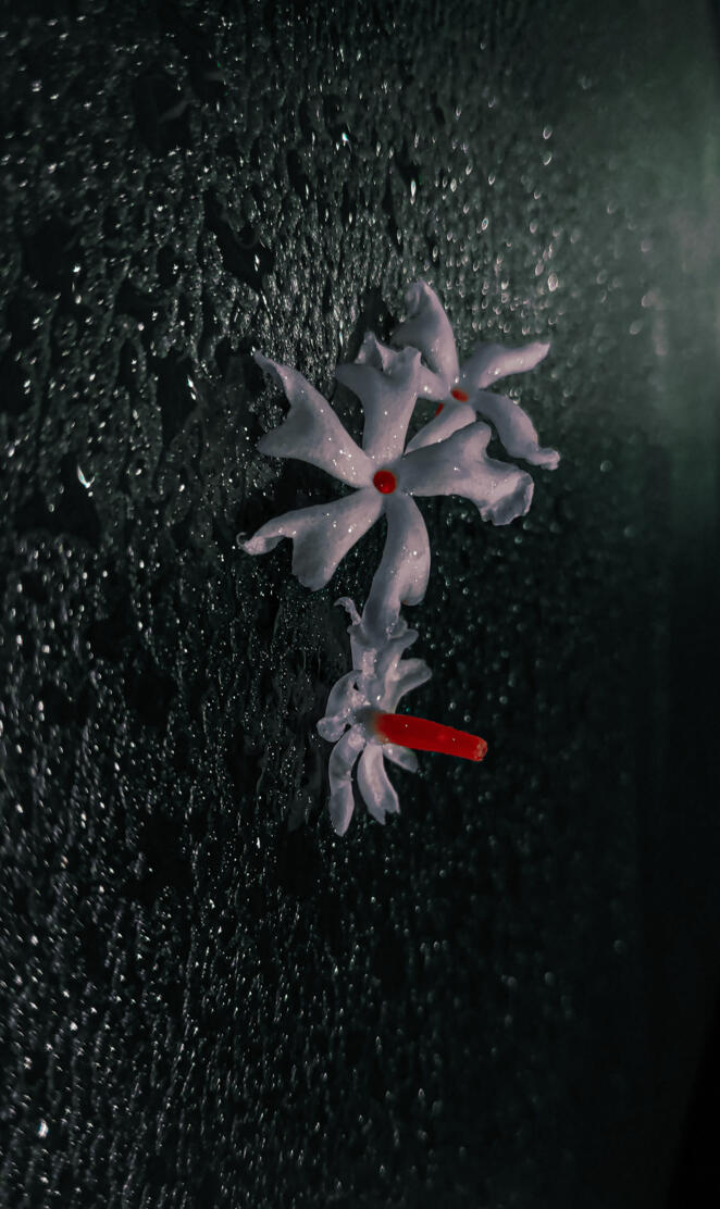 nightbloomingjasmine