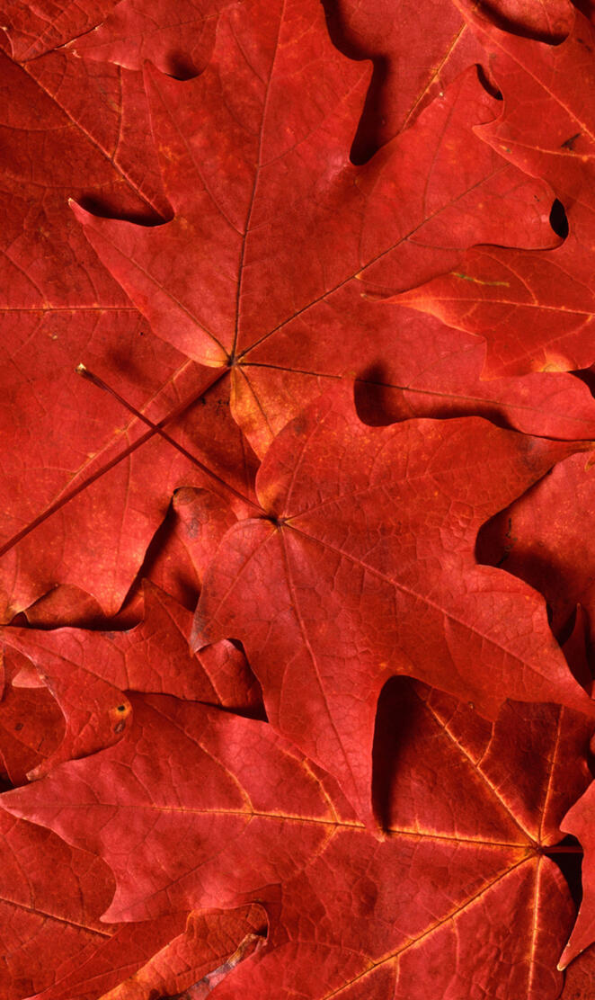 red maple leaf