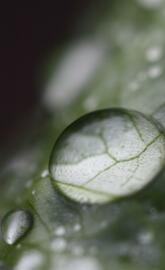 Dew Drops