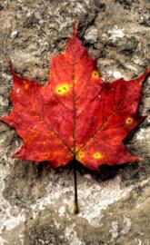 Red Maple Leaf