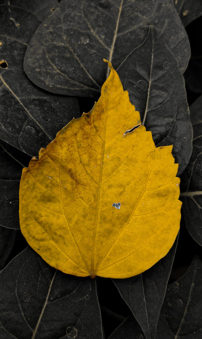 Leaf wallpaper