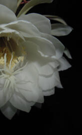 ananthasayanam flowe