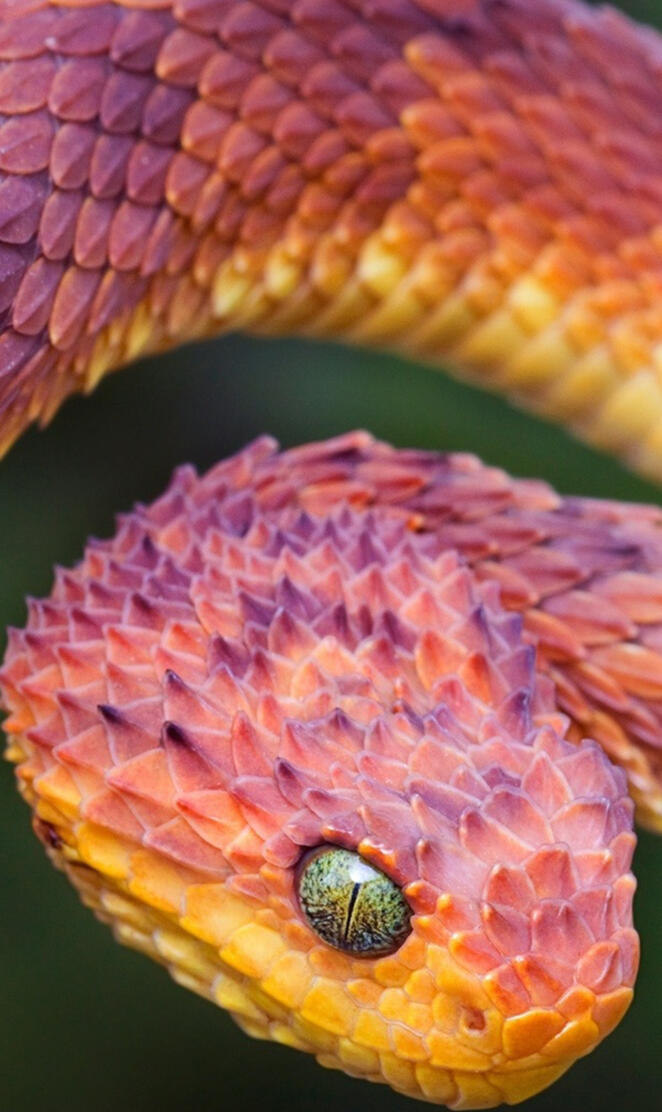 Bush Viper