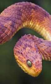 Bush Viper