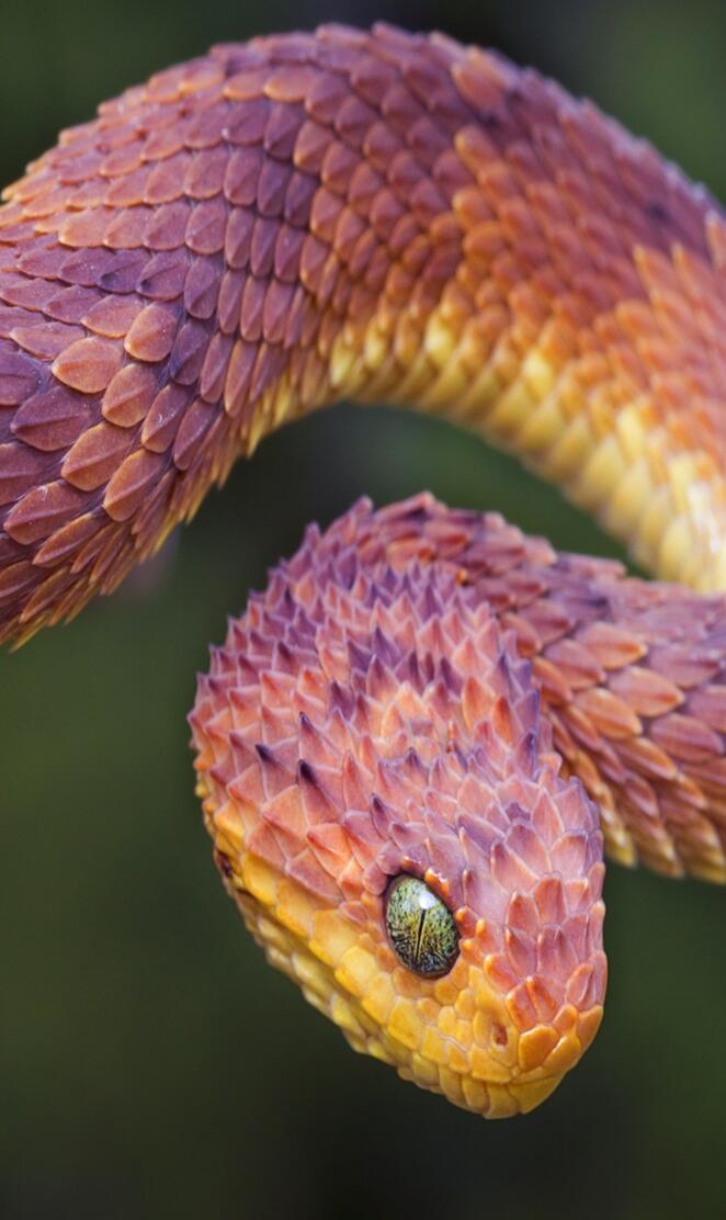 Bush Viper