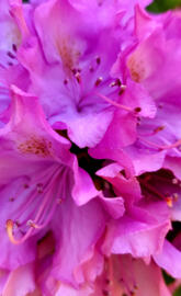 Pacific Rhododendron