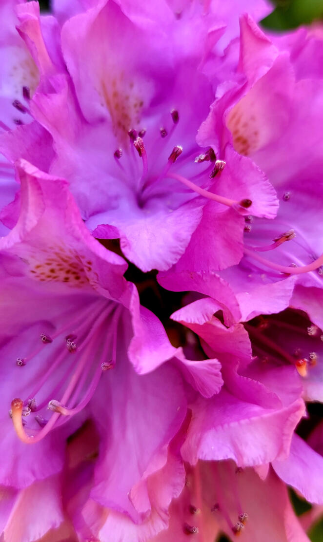Pacific Rhododendron