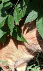 Cat in a bush