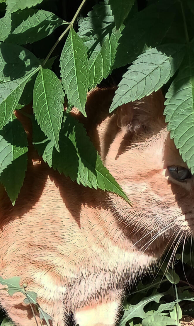 Cat in a bush