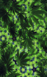 Quasicrystal Canna