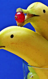 dolphin bananas