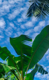 Banana leafatmorning