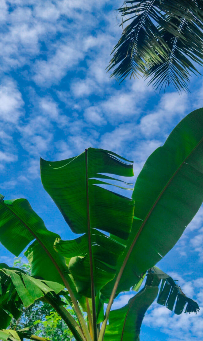 Banana leafatmorning