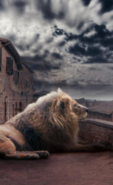 Lion on the roof