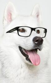 Smart doggo