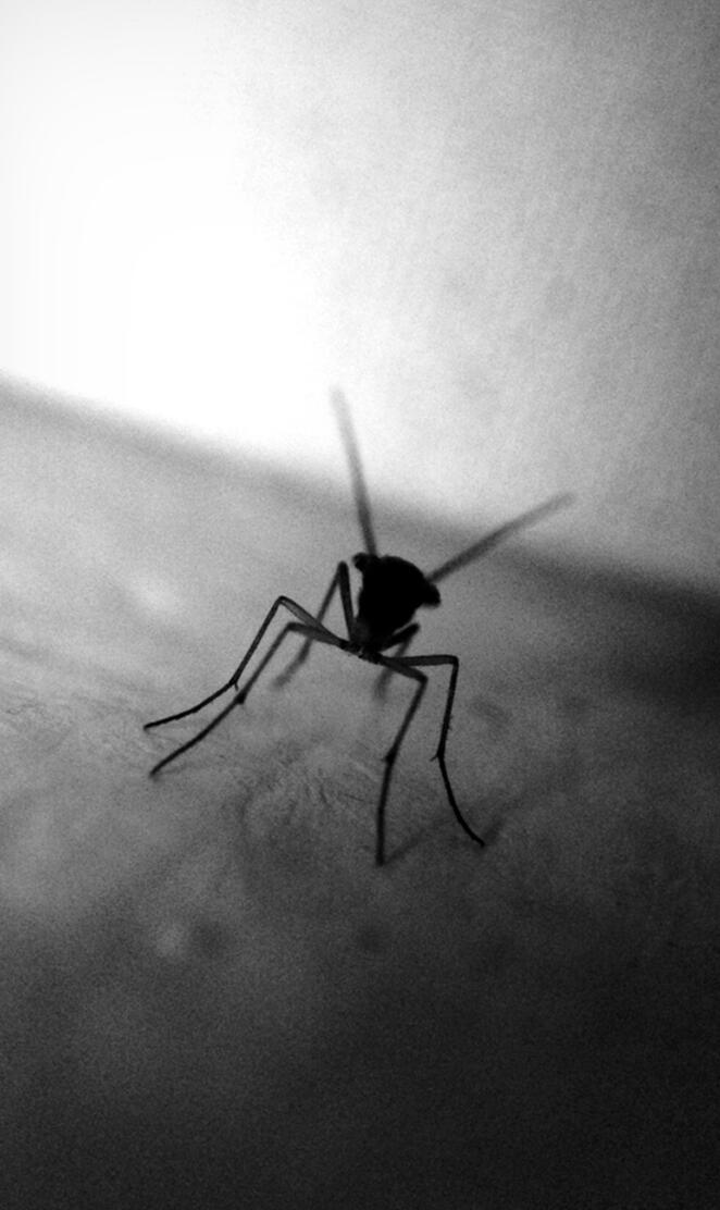 Mosquito