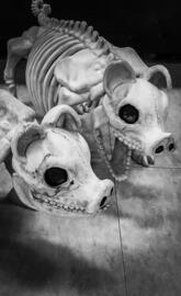 Skeleton Pigs